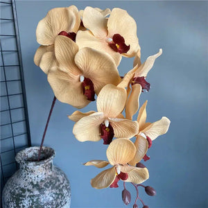 105cm Large Black Butterfly Orchid Phalaenopsis-orchids-My Online Wedding Store