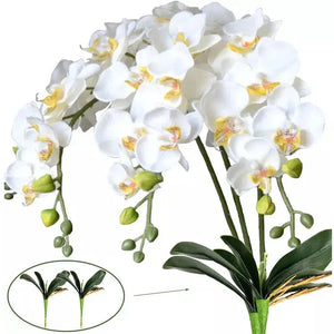 Butterfly Orchid Flowers Moth Orchids Flowers Home Decor-Bouquet-My Online Wedding Store