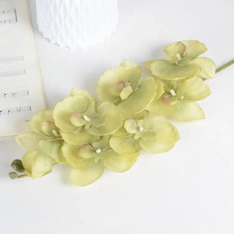 Butterfly Orchid Flowers Moth Orchids Flowers Home Decor  