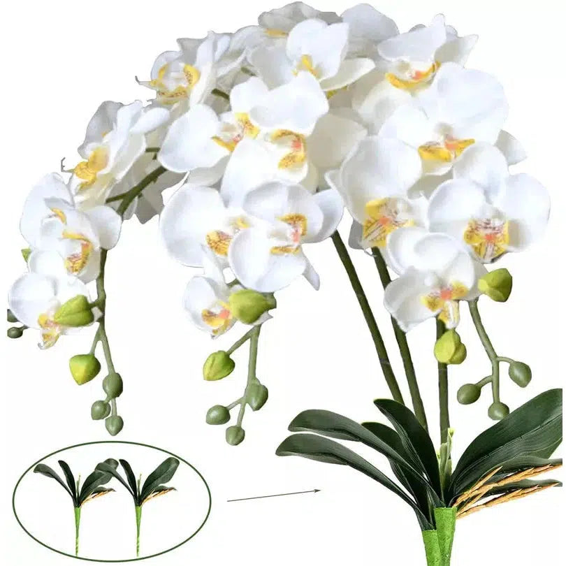 Butterfly Orchid Flowers Moth Orchids Flowers Home Decor  