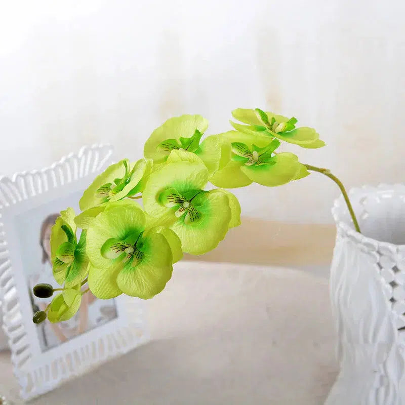 Butterfly Orchid Flowers Moth Orchids Flowers Home Decor  